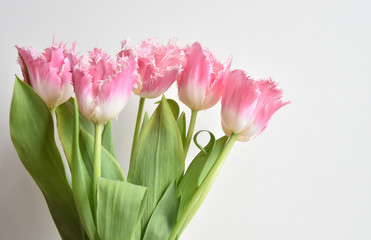 fringed tulips