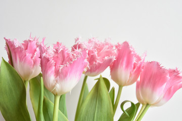 fringed tulips