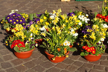 Blühende Primeln und Gelbe Narzissen in Blumentöpfen, Deutschland, Europa