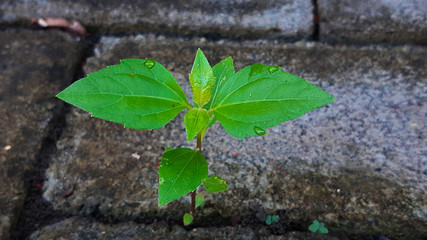 green plant on the wall