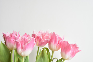 fringed tulips