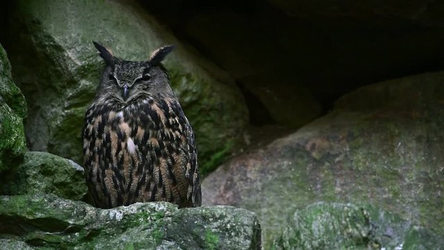 Eurasian eagle owl (Bubo bubo) sitting on rock ledge in cliff face