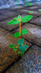 young plant in wall