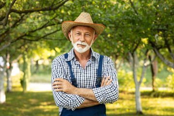 Senior man standing among green plumbs trees
