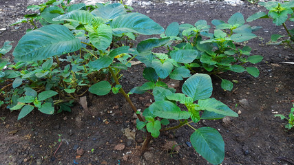 young plants in the garden
