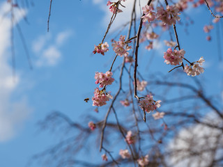 桜とみつばち