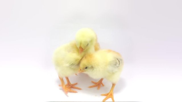 Three yellow fluffy chicken playing. FullHD 1080p, isolated on white.