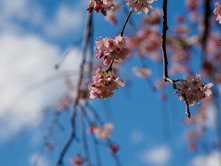 桜と蜜蜂