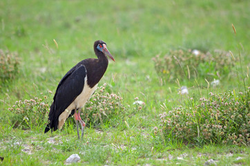 Abdim's Stork