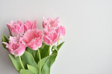 fringed tulips