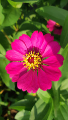 Obraz premium pink flower