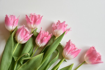 Obraz premium fringed tulips