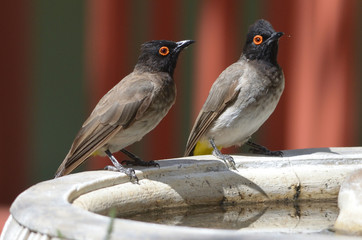African Red-eyed Bulbul