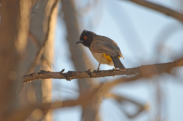 African Red-eyed Bulbul