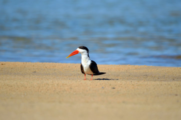 African Skimmer