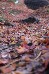 日本の秋,JAPAN,tokyo