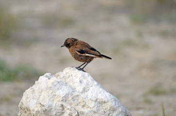 Ant-eating Chat