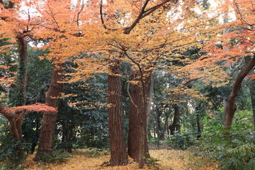 日本の秋,JAPAN,tokyo