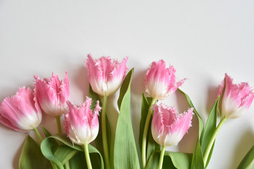 Fototapeta premium fringed tulips
