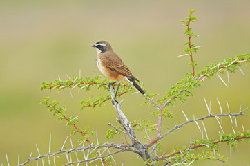 Fototapeta premium Capped Wheatear
