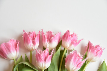 Obraz na płótnie Canvas fringed tulips