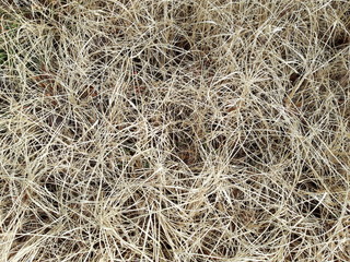 Cropped autumn grass texture