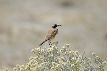 Capped Wheatear