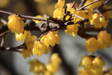 wintersweet in the park ,japan,tokyo
