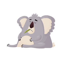 Funny Koala ate too much leaves and dozed off.