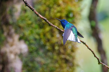 White-necked Jacobin - Florisuga mellivora - male, Rara Avis, Costa Rica