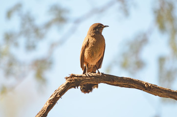 Chat Flycatcher