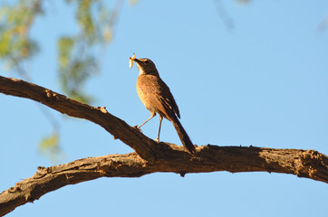 Chat Flycatcher