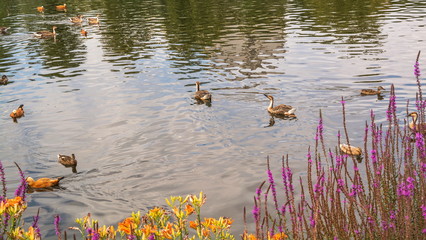 Geese and ducks swim on  lake among  flowers