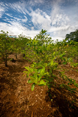 Fototapeta na wymiar Coca plant on a plantation in Peru