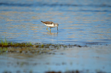 Common Greenshank