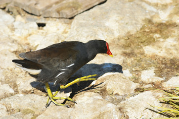 Common Moorhen