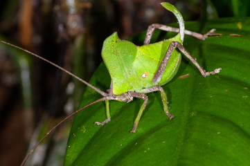 Katydid on a leaf in Manu national park, Peru