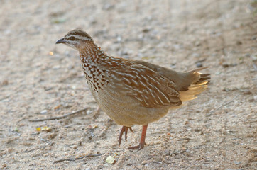 Crested Francolin