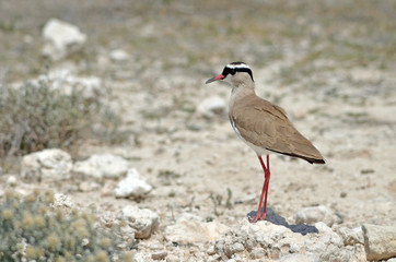 Crowned Lapwing