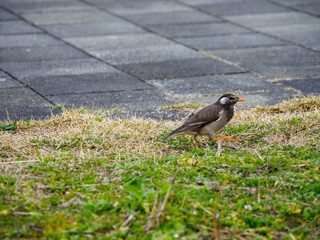 椋鳥