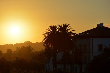 Palm trees and a house during the sunset