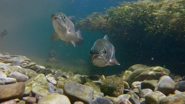 Eurasian minnow (Phoxinus phoxinus) and rainbow trout (Oncorhynchus mykiss)