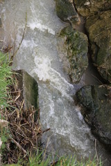 Forest river water flow springtime