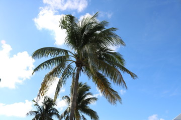 Fototapeta na wymiar バハマ　Bahama