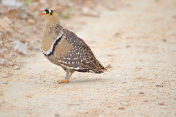 Double-banded Sandgrouse