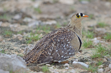 Double-banded Sandgrouse