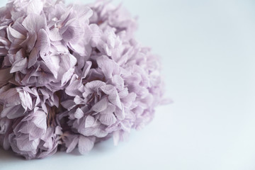 Violet hydrangea on white background