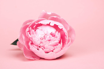 Single peony flower on pink background with place for text.
