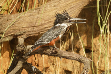 Giant Kingfisher