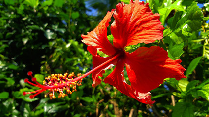 red hibiscus flower on green background